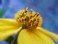 Macro of Yellow flower on blue background