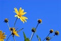 Yellow Flower, Blue Sky Royalty Free Stock Photo