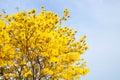 Yellow flower with blue sky background in garden