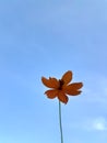 A yellow flower on a blue sky background latar