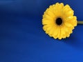 Yellow flower on blue sky background. Yellow gerbera. Copy space. Postcard design Royalty Free Stock Photo