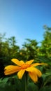 Yellow flower with blue sky and green grass background, Tithonia diversifolia Mexican Sunflower Royalty Free Stock Photo