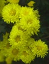 Yellow flower with blur background