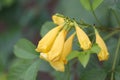 Yellow flower with blur background.