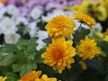 yellow flower blur background image, blur background no people Royalty Free Stock Photo