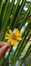 Yellow Flower in the blurb background Royalty Free Stock Photo