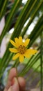 Yellow Flower in the blurb background Royalty Free Stock Photo