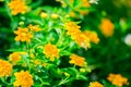 Yellow of flower,Blurred flower texture