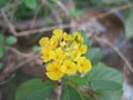 Yellow flower in the botanical garden