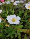 White flower is bright of happy and peace Royalty Free Stock Photo