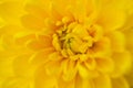 Yellow flower brightly saturated color fresh filling the whole frame Royalty Free Stock Photo