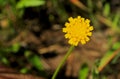 Yellow flower of Bristly oxtongue, Helminthotheca echioides