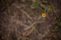 Yellow flower on brown dried herbs background