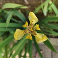 Yellow flower with brown spots details