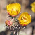 Yellow flower of the buckhorn cholla Royalty Free Stock Photo