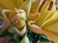 Yellow Lily. Flower bud photo. Stamens and pistil macro.