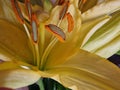 Yellow Lily. Decorative bloom. Stamens and Pistil macro.