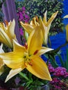 Yellow Lily. Decorative blossoms. Stamens and Pistil macro.