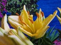 Yellow Lily. Decorative buds. Stamens and Pistil macro.