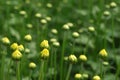 Yellow flower bud in natural green background. Royalty Free Stock Photo