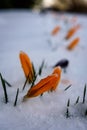 The yellow flower bud snowed with soft snow Royalty Free Stock Photo