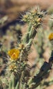 Yellow flower and buds of the buckhorn cholla Royalty Free Stock Photo