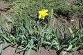 1 yellow flower and buds of narcissuses