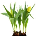 Yellow flower bulbs Royalty Free Stock Photo