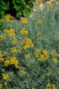 Yellow flower bush of Italian Immortelle or Plant-curry, curry herb Royalty Free Stock Photo