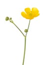 Yellow flower of  Buttercup isolated on white background. Ranunculus Acris. Selective focus Royalty Free Stock Photo