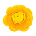 Yellow flower of buttercup Royalty Free Stock Photo