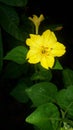 Yellow flower butyfull. Super leaves...