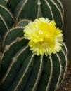 Yellow flower on cactus