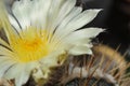 Yellow flower cactus Royalty Free Stock Photo