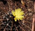 Yellow flower of cactus