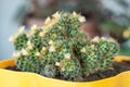 Yellow flower of cactus, closeup of blooming thorn plant Royalty Free Stock Photo