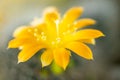 Yellow flower of cactus, closeup of blooming thorn plant Royalty Free Stock Photo