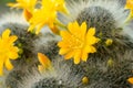 Yellow flower of cactus, closeup of blooming thorn plant Royalty Free Stock Photo