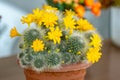 Yellow flower of cactus, closeup of blooming thorn plant Royalty Free Stock Photo