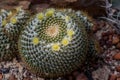 yellow flower cactus on the pebble Royalty Free Stock Photo