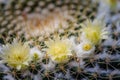 Yellow flower cactus on the pebble Royalty Free Stock Photo