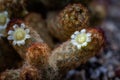 yellow flower cactus on the pebble Royalty Free Stock Photo