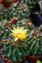 Yellow flower of cactus plant Royalty Free Stock Photo