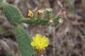 Yellow Flower on Cactus Plant Royalty Free Stock Photo