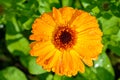 Yellow flower of calendula.