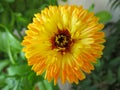 Yellow flower of calendula with a brown core close-up on a blurred background of green leaves. Royalty Free Stock Photo