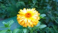Yellow flower of Calendula officinalis in a garden. Green grass background. Pot marigold. Flowerbed. Flowers Blossom. Summer inspi Royalty Free Stock Photo