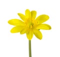 Yellow flower Caltha palustris isolated on white. Royalty Free Stock Photo