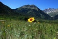 Yellow flower in Canadian Rock