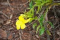 YELLOW FLOWER ON A CAT`S CLAW CREEPER GROWING WILD Royalty Free Stock Photo